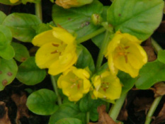 Lysimachia nummulariaPenningkruid bestellen